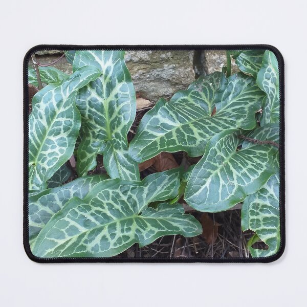 Item preview, Arum italicum (Italian Arum)   designed and sold by Floral-Art.