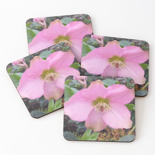 Item preview, Pink Christmas Rose (Hellebore) designed and sold by Floral-Art.