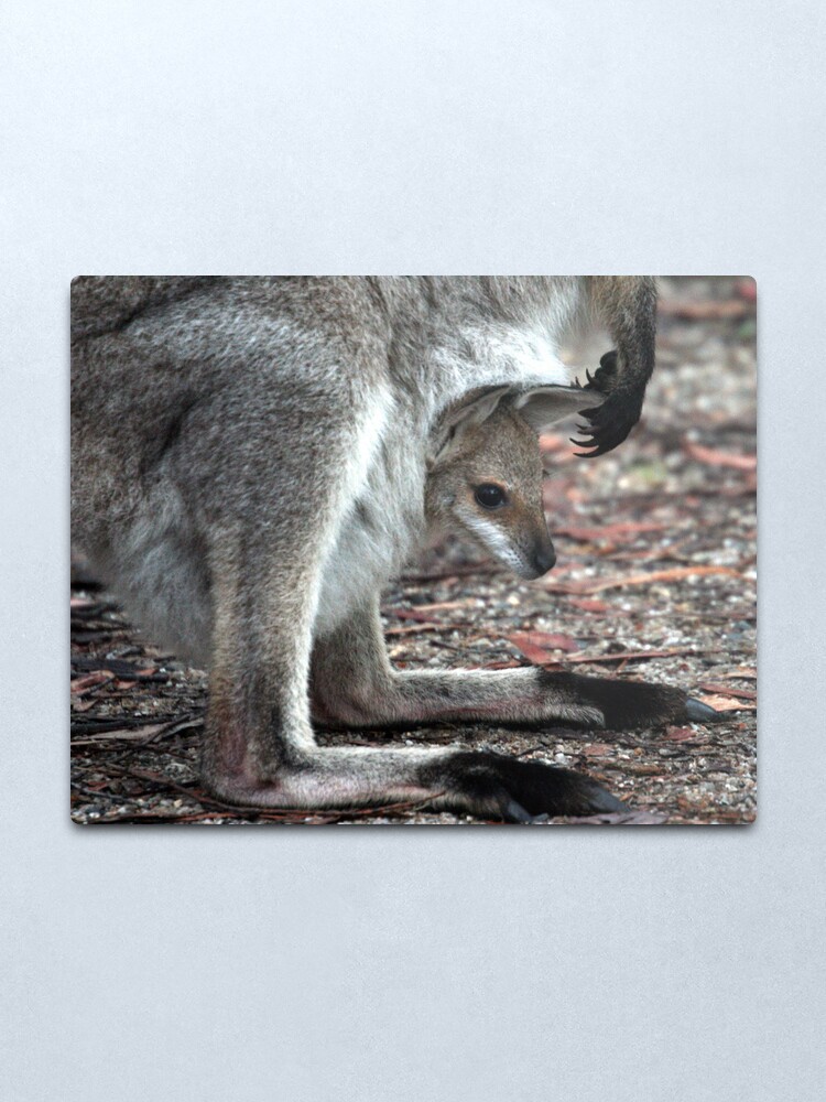 Alternate view of Joey Metal Print