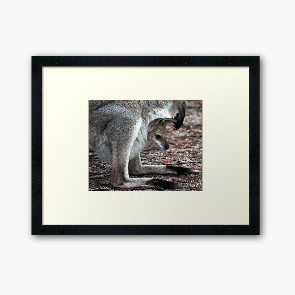 Joey Framed Art Print