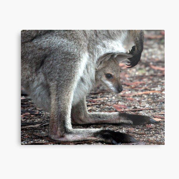 Joey Metal Print