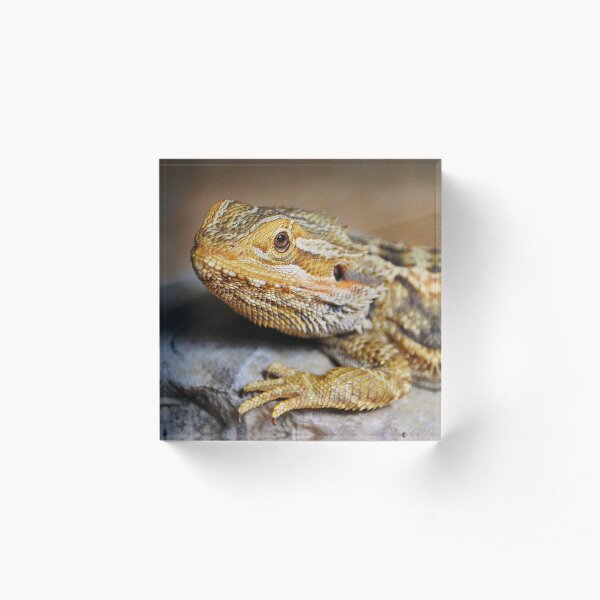 Here's Looking at You Babe Acrylic Block