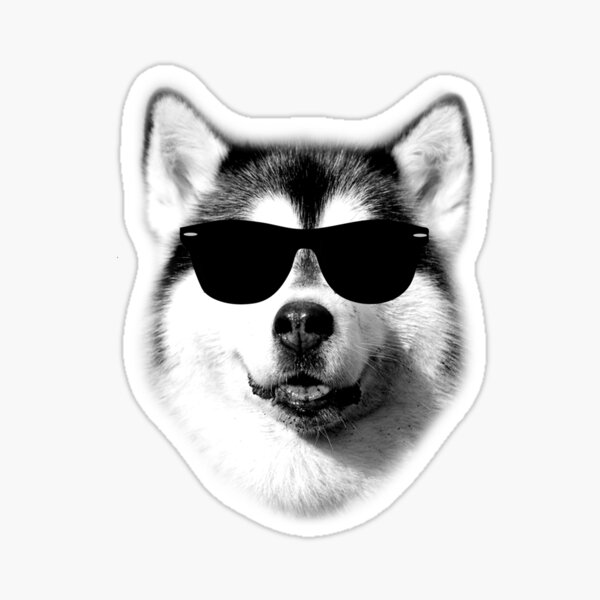 Cool Siberian Husky with Sunglasses Sticker