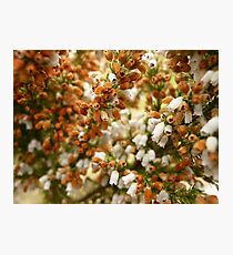 Unknown Flower 1 Photographic Print