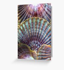 Vintage Sea Shells Revisited Greeting Card