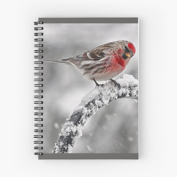 Item preview, Red Poll -- Cold, But Hungry designed and sold by T.J. Martin.