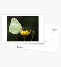 Brimstone Butterfly Postcards