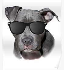 Cool Pitbull with Sunglasses - American Pit Bull Gift Poster