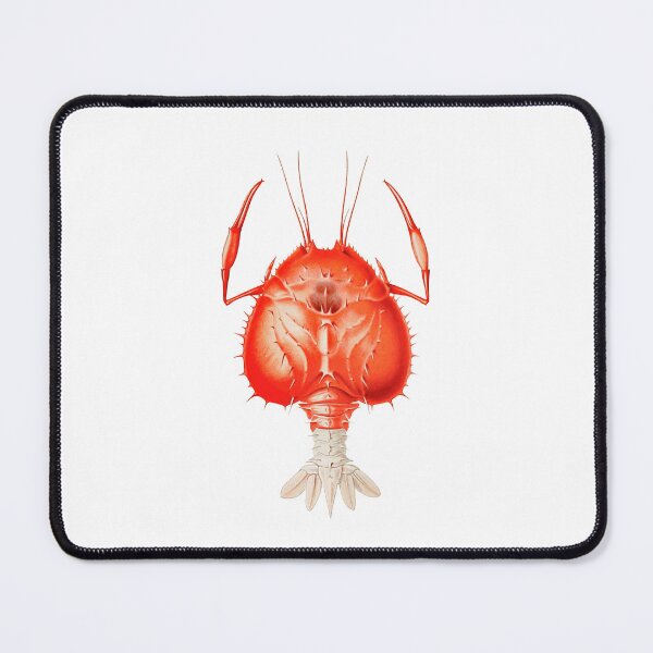Item preview, Eryoneicus Richardi Lobster designed and sold by Ephemerae.