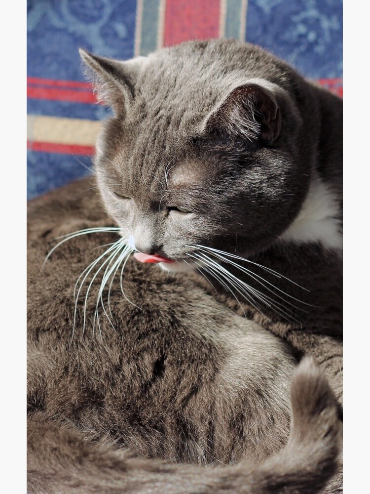 Pickles the cat and the tongue blep! by lehudgins