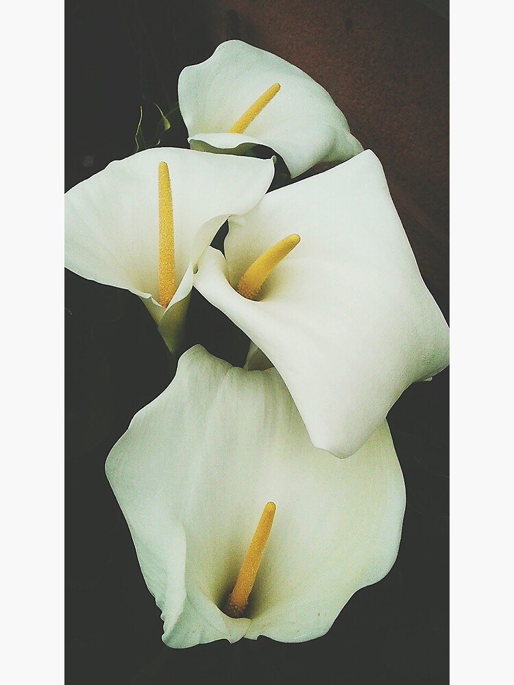 Tarjetas de felicitación «Calla Lily» de juniperfrost | Redbubble