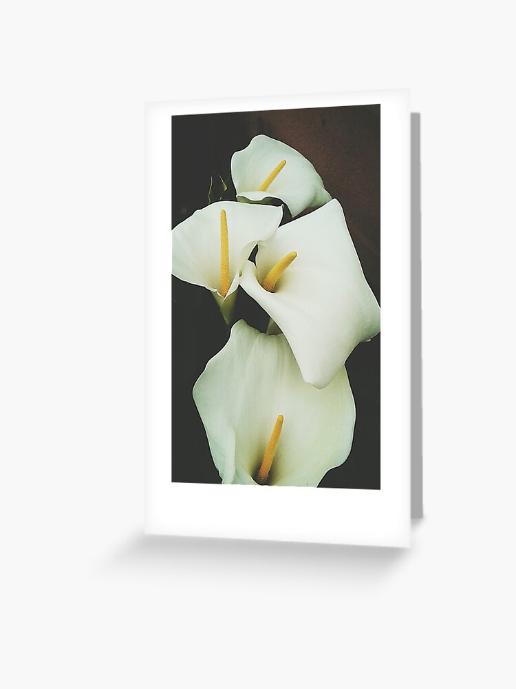 Tarjetas de felicitación «Calla Lily» de juniperfrost | Redbubble