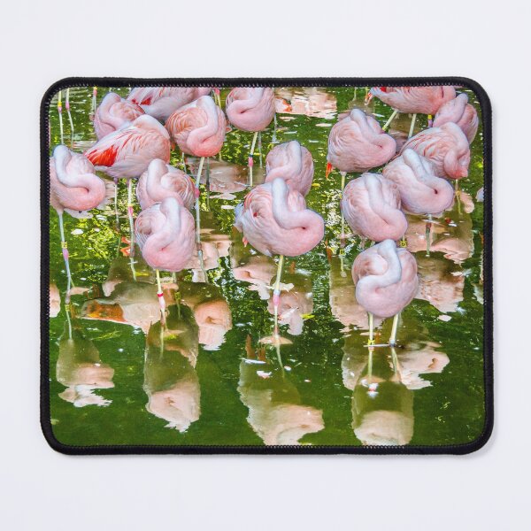 Item preview, Zoo Atlanta Chilean Flamingos Reflection At Nap Time designed and sold by Debra Martz.