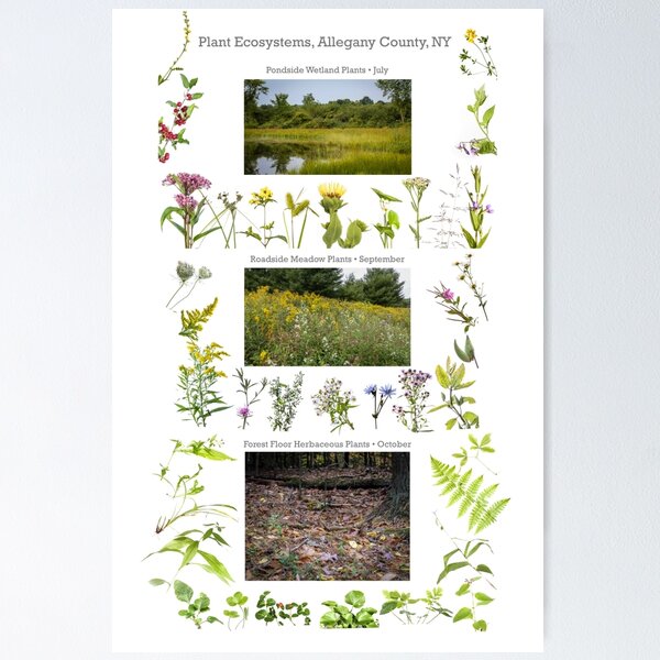 Item preview, Plant Ecosystems designed and sold by Dave Huth.