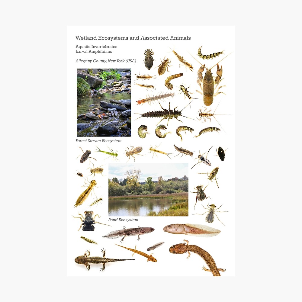 Wetland Ecosystems and Associated Animals