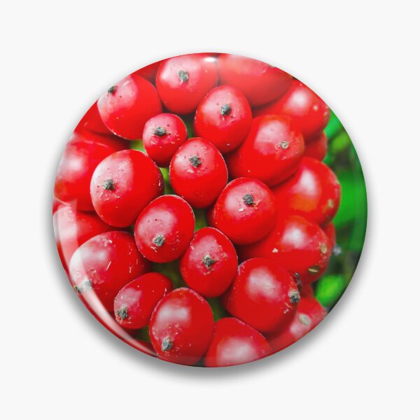 Item preview, Closeup from Arum italicum subsp. canarienses ripe with red berries designed and sold by kall3bu.