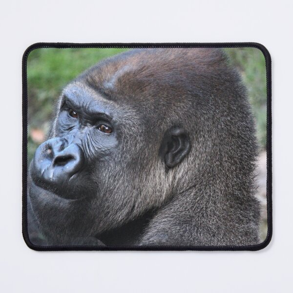 Item preview, Gorilla Stare designed and sold by salouphotos.