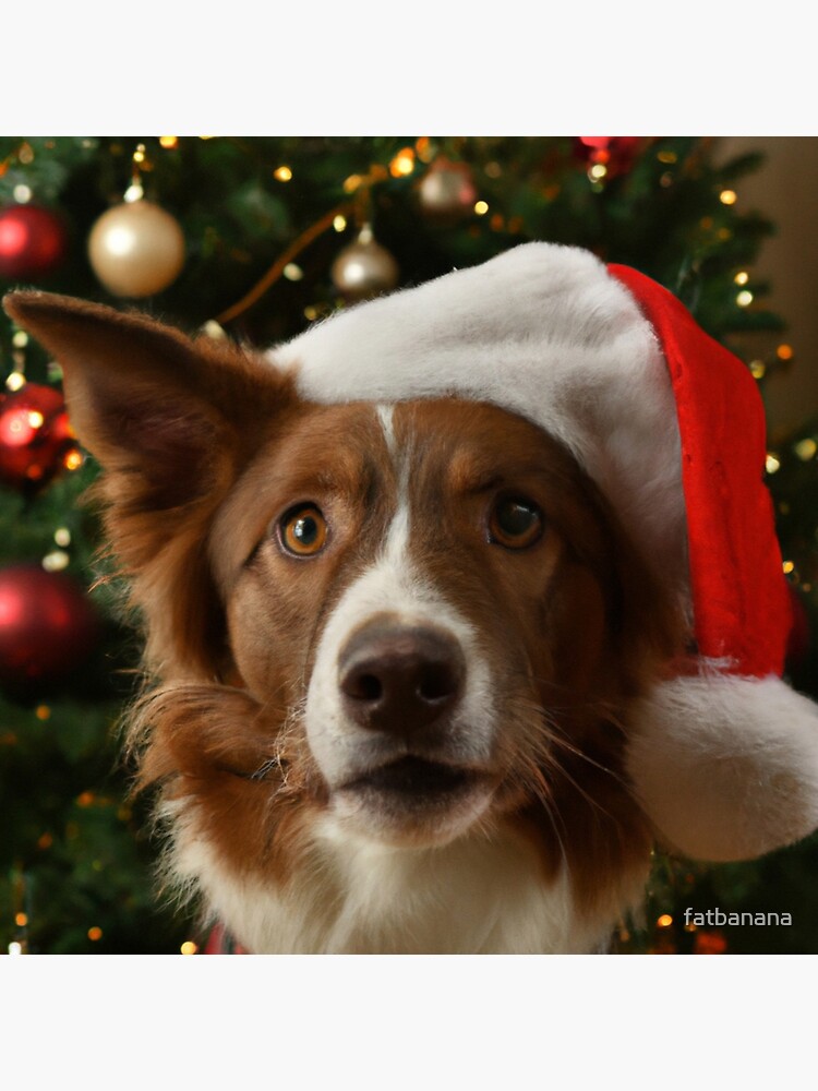 Border Collie Christmas