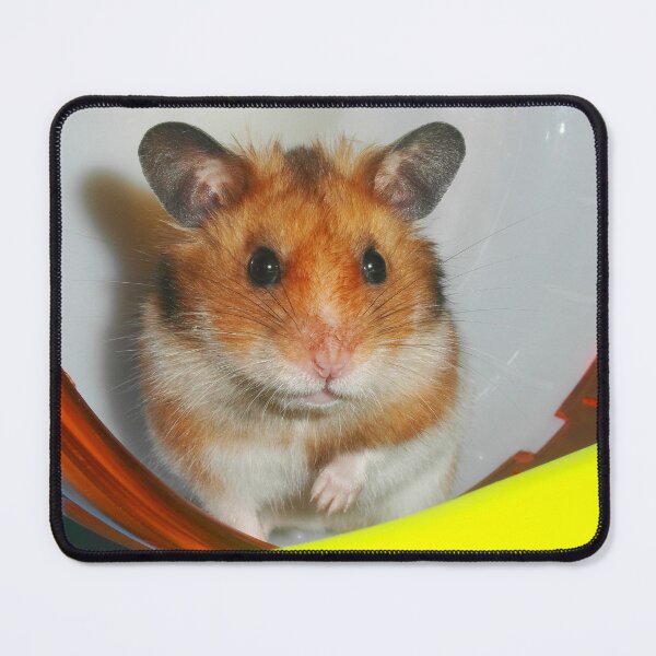Item preview, Syrian Hamster Barney designed and sold by SkatingGirl.