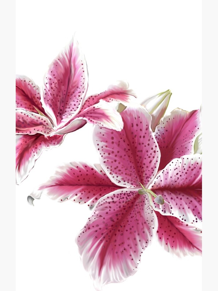 Stargazer Lilly by karlajkitty