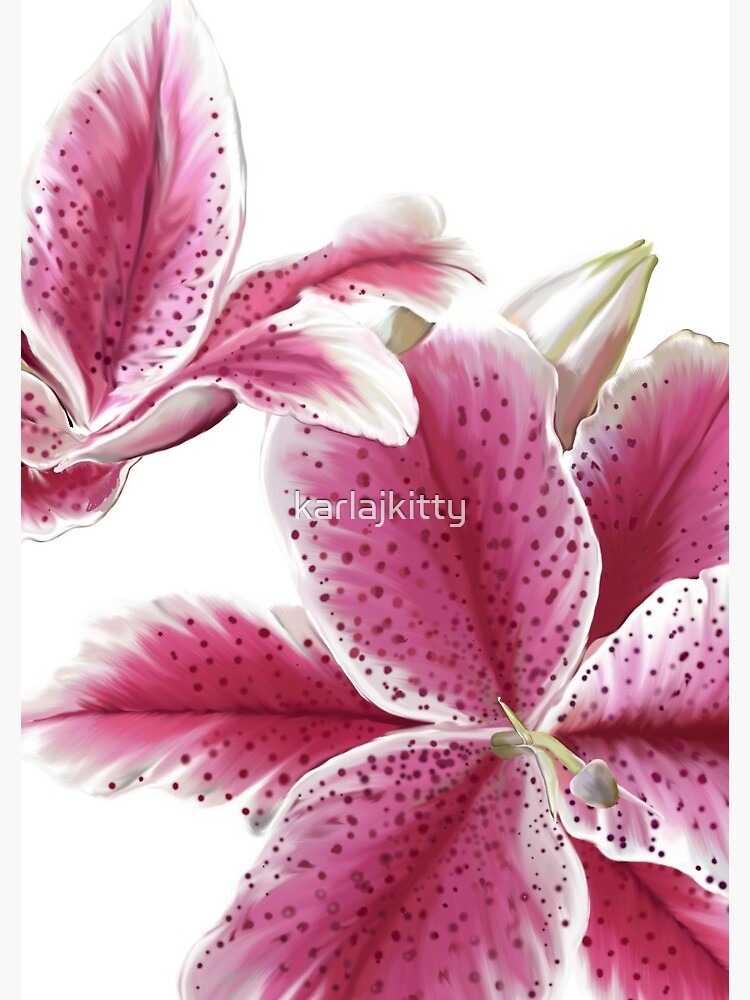 Stargazer Lilly by karlajkitty