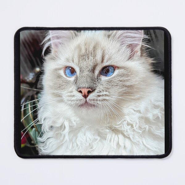Item preview, Beautiful lynx ragdoll kitten designed and sold by Fluffycat2020.