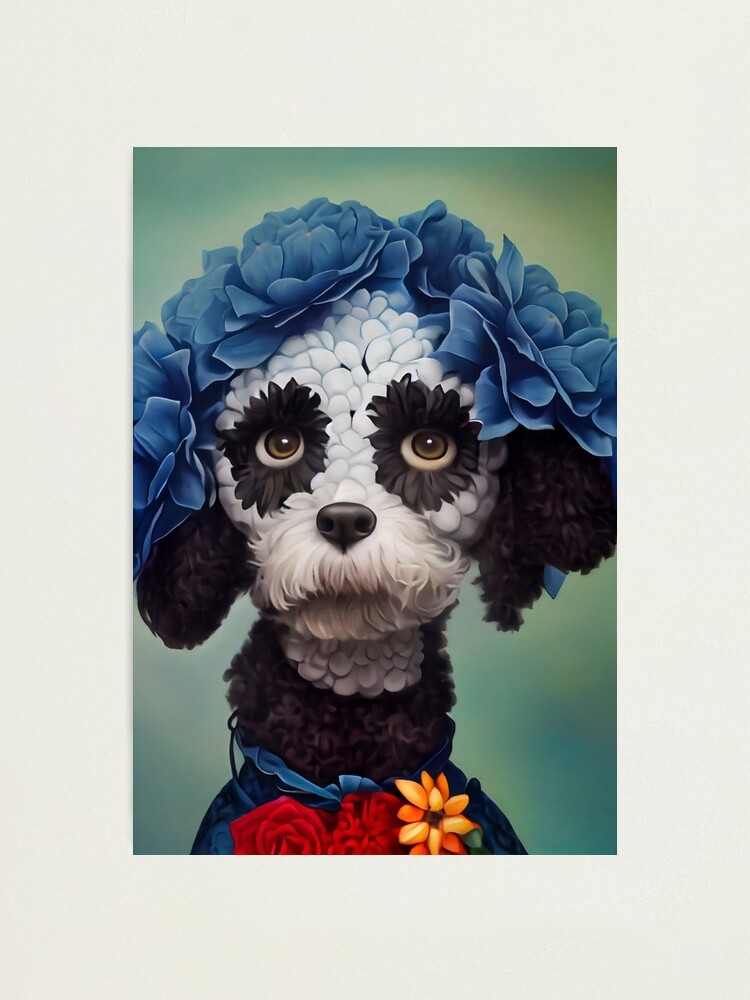 Mexican poodle clearance