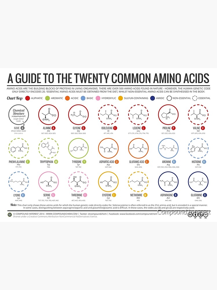 Thumbnail 3 of 3, Poster, 20 Amino Acids designed and sold by Compound Interest.