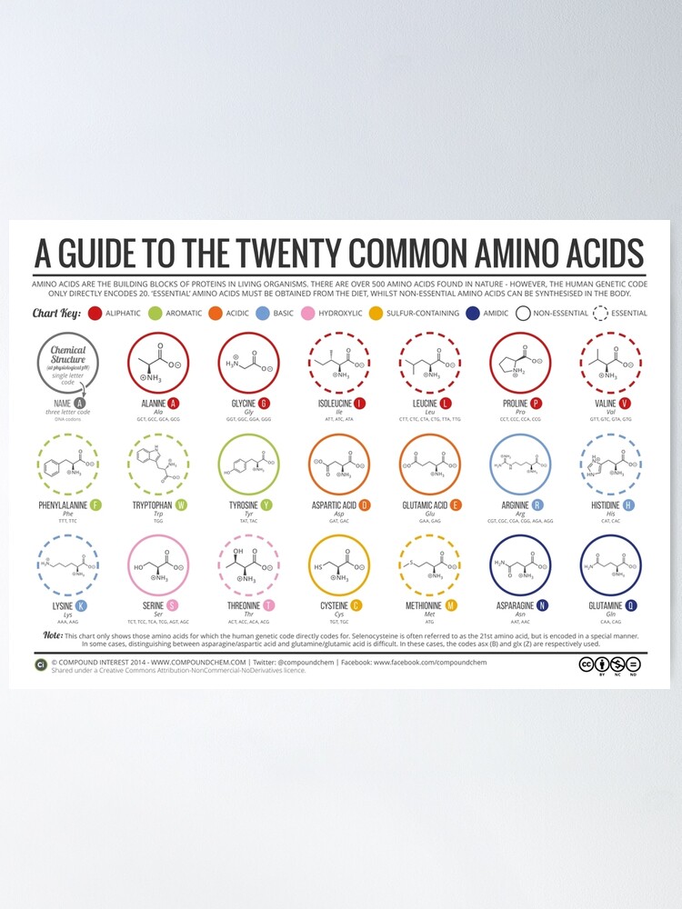Thumbnail 2 of 3, Poster, 20 Amino Acids designed and sold by Compound Interest.