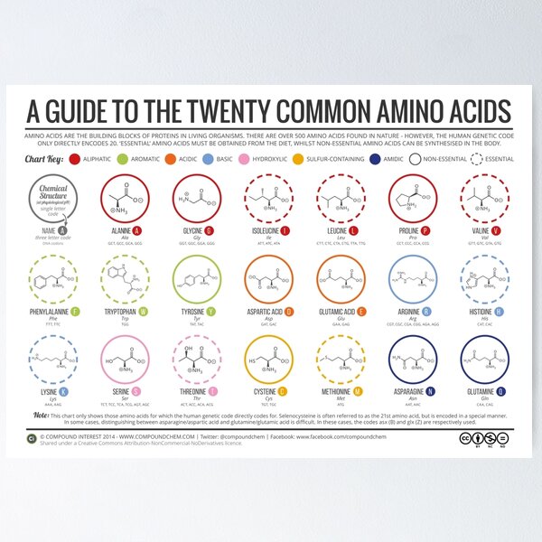 20 Amino Acids Poster