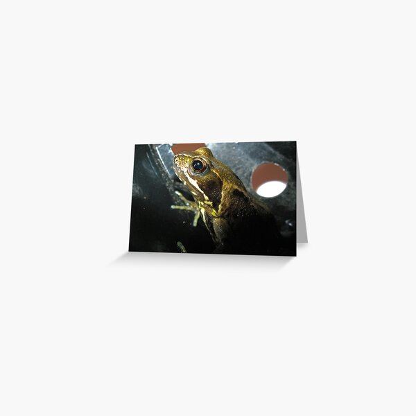 Frog in a Flowerpot Greeting Card