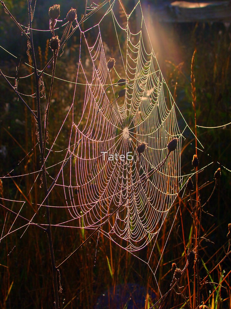 Web of Dreams by Tate6