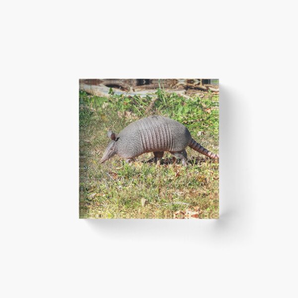 Item preview, Armadillo designed and sold by Frankie Cat Photography.
