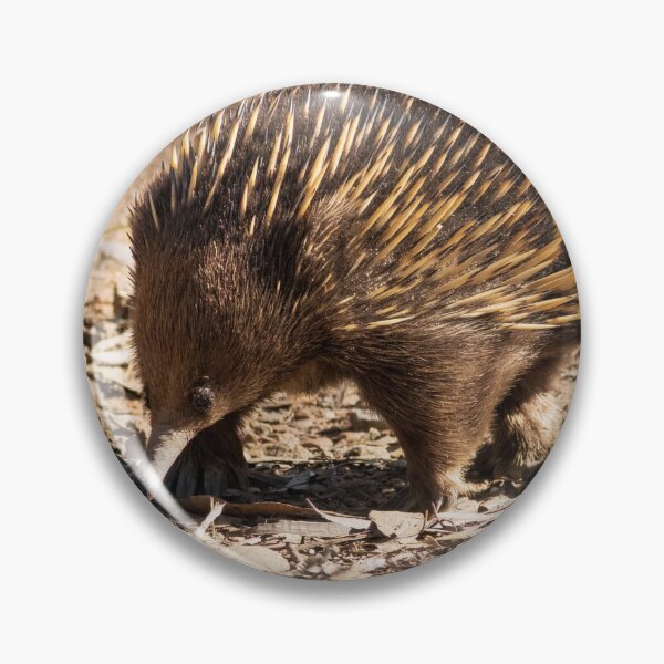 Item preview, Echidna designed and sold by David  Hibberd.