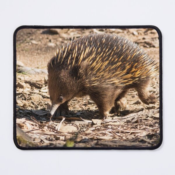 Item preview, Echidna designed and sold by David Hibberd.
