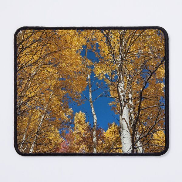 Item preview, Aspen trees in autumn designed and sold by EmbersDaylight.