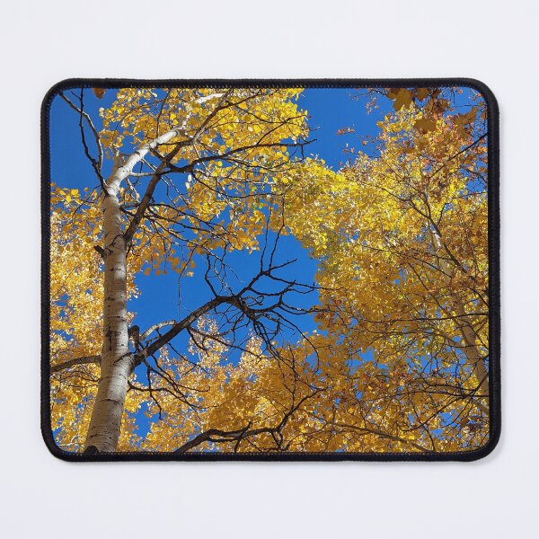 Item preview, Aspen trees in autumn designed and sold by EmbersDaylight.