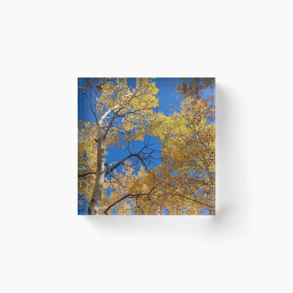 Item preview, Aspen trees in autumn designed and sold by EmbersDaylight.