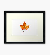 Leaf Framed Print