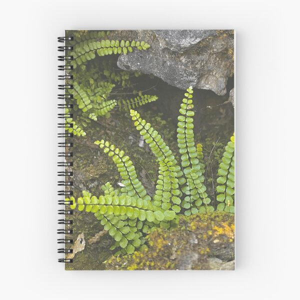 Item preview, Fern Caverns designed and sold by Sprout & Spirit Photography.