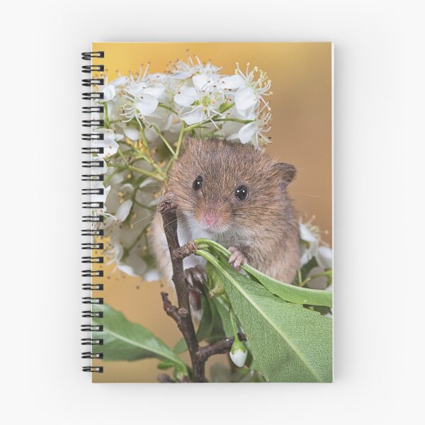 Item preview, Cute Harvest Mouse designed and sold by Val Saxby.
