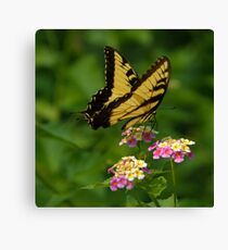 Tiger Swallowtail Canvas Print