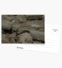 Somethings Fishy... Postcards