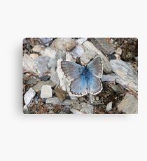 winged camuflage Canvas Print