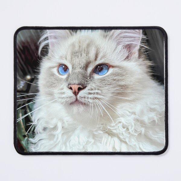 Item preview, Beautiful lynx ragdoll kitten designed and sold by Fluffycat2020.
