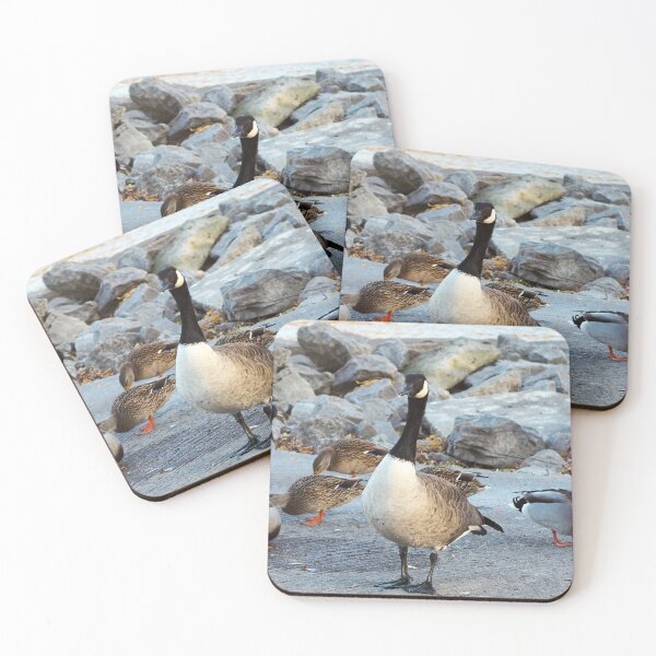 Item preview, Canada Goose Standing Next To A Flock of Mallard Ducks - Wild Canada Goose Bird designed and sold by BackyardBirder.