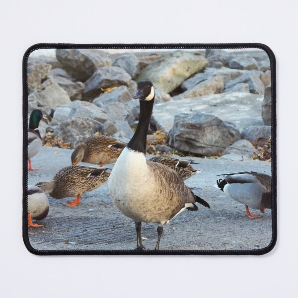 Item preview, Canada Goose Standing Next To A Flock of Mallard Ducks - Wild Canada Goose Bird designed and sold by BackyardBirder.