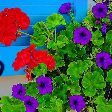 Artwork thumbnail, Window Box by CarolM