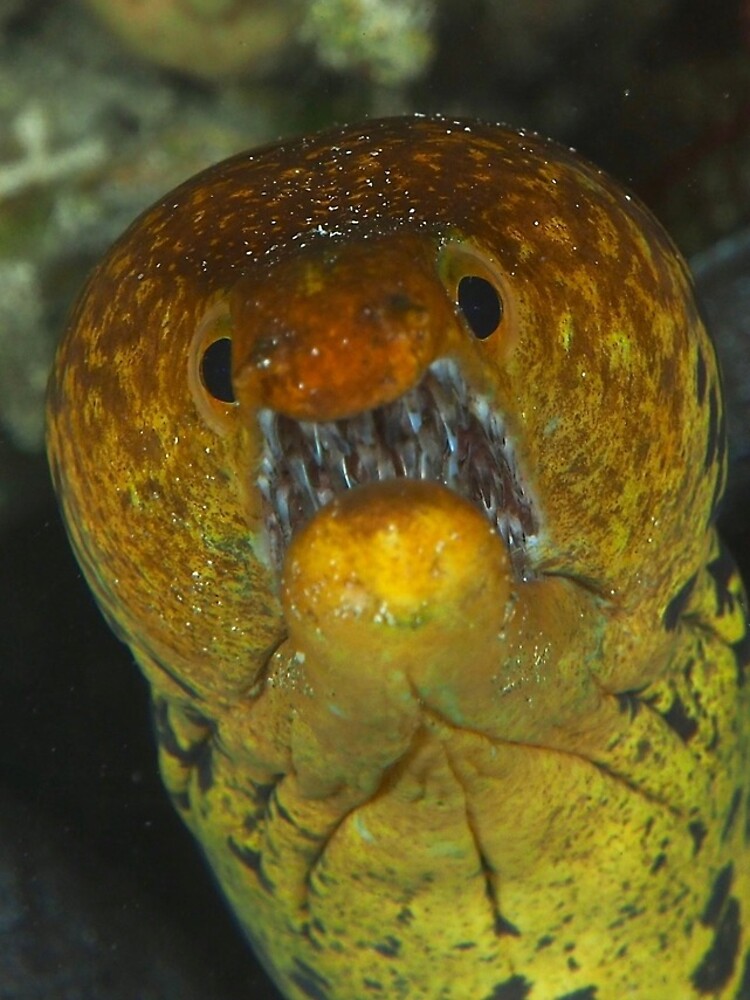Thumbnail 5 of 5, iPhone Case, Moray eel designed and sold by blueworld13.
