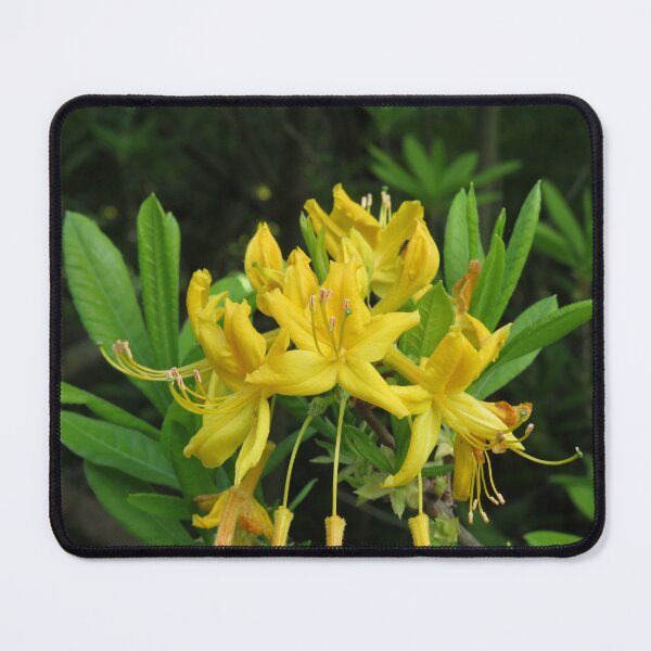 Item preview, Yellow azalea flowers designed and sold by greentiger1.